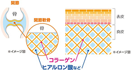 【イメージ】グルコサミン&コラーゲンがこれ1本で!